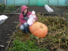 Image 1 for Pumpkin Girth 2010