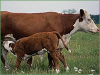 Image 1 for Farm animal veterinary