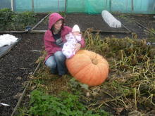 Image 1 for Pumpkin Girth 2010